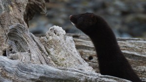 Patagonia es la región con más mamíferos introducidos que se volvieron invasores 