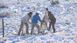 Atrapados en alambrados de la Patagonia: miles de guanacos mueren por mes y buscan solución