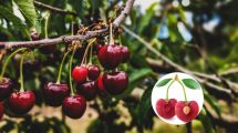 Imagen de Cerezos | Cómo hacer que nazcan desde un carozo: los mejores tips para que germine