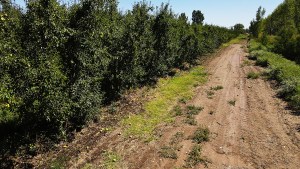 Fruticultura: no hubo daños significativos tras el temporal en el Alto Valle