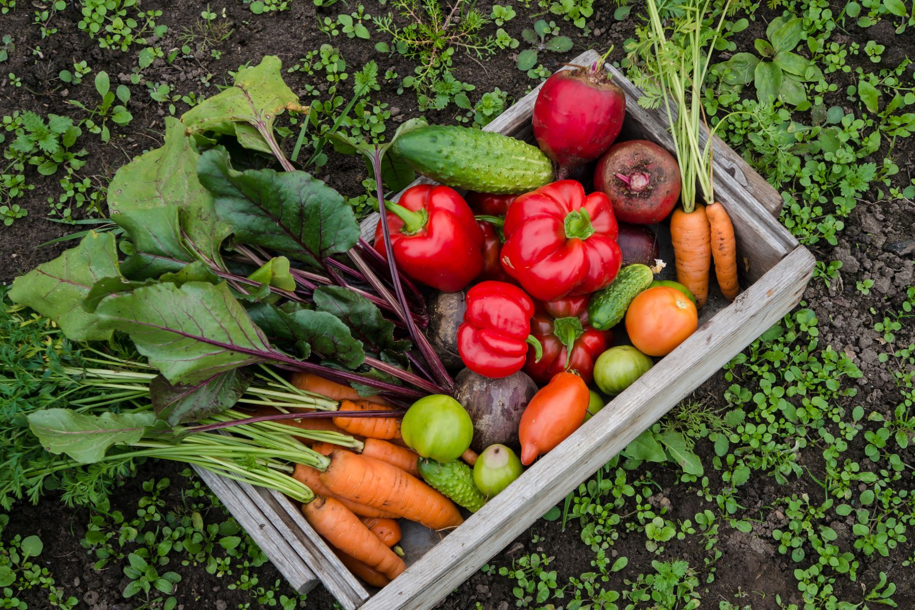 Es fundamental regar las plantas de manera regular, pero evitando el exceso de agua que puede generar hongos