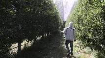 Imagen de Fruticultura en Río Negro: se multiplican los pedidos por la emergencia económica