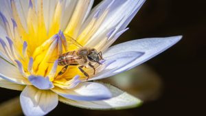 Qué tan peligroso puede ser el éxito de las especies invasoras