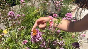 Cómo tener un jardín patagónico: tips de una paisajista de San Martín de los Andes