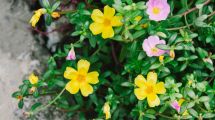 Imagen de Flor de seda: la planta arbustiva que crece rápido, se llena de flores y es fácil de cuidar