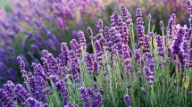 Imagen de Cultivá una planta de lavanda en menos de un mes: explosión de colores y aromas para tu patio