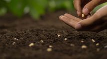 Imagen de Qué semilla tenés que plantar en marzo para que en mayo puedas hacer tus propias ensaladas