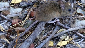 Hantavirus: Cómo un estudio en Patagonia abre puertas para un potencial tratamiento