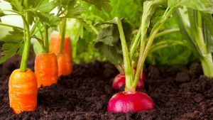 Huerta en casa: qué sembrar en mayo para tener rápido tu propia producción