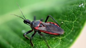 Chagas en Argentina: cómo se transmite, cómo prevenirlo y por qué ya no es solo una enfermedad rural