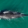Imagen de La primera ballena franca llegó a Las Grutas y así saludaba con giros y saltos