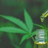 Imagen de Cannabis medicinal: los cambios que rigen en el Reprocann con la resolución del Ministerio de Salud