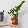 Imagen de La "planta rara" que sobrevive sin agua y luz y es ideal para decorar interiores