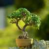 Imagen de Árbol de Jade: cómo atraer buena energía y prosperidad con esta suculenta de fácil cuidado