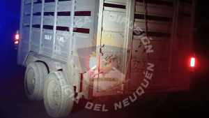 Controles contra la caza furtiva en Neuquén: desbarataron el traslado ilegal de una especie protegida
